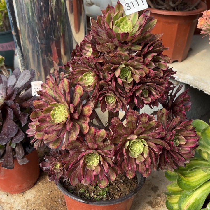 紫霞仙子多肉法师3111