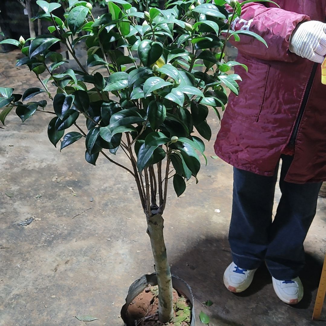 全部花苞卷牛茶花不包邮
