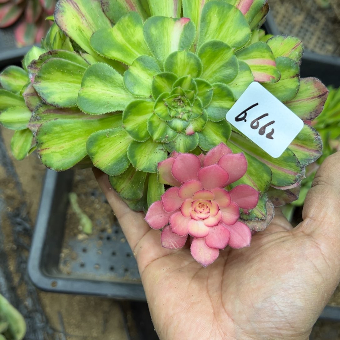 662知否多肉植物