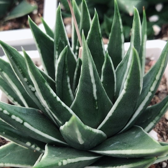 白折瑞鹤硬叶带盆发货