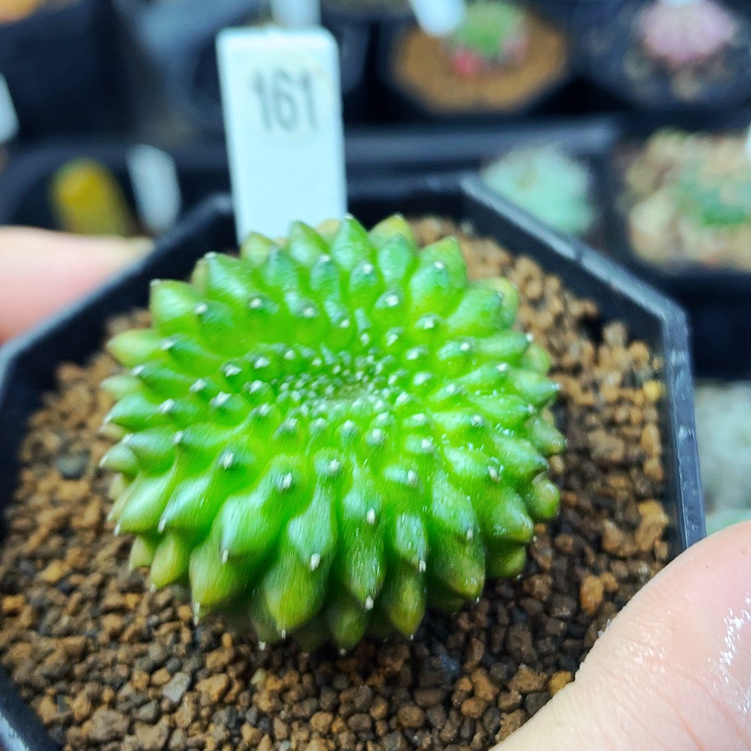 貘缀非偏远地区满25包邮仙人球