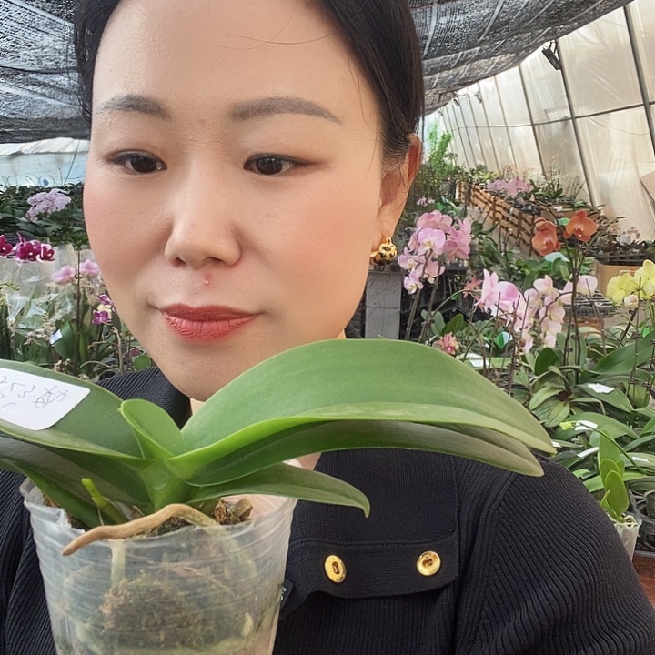 无花朵梦幻女郎蝴蝶兰