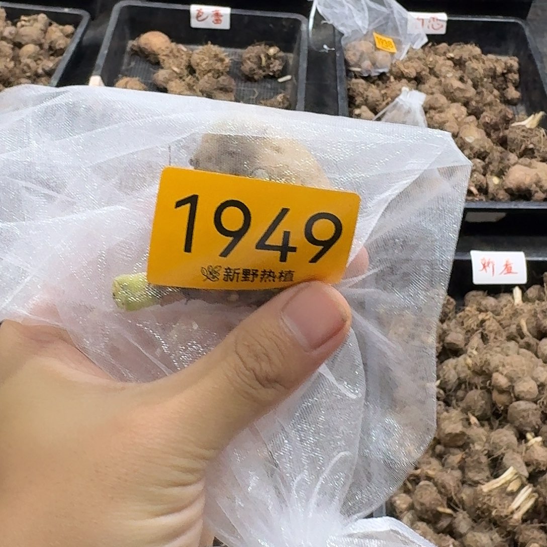 安****完全开放1949初恋裸球不售后