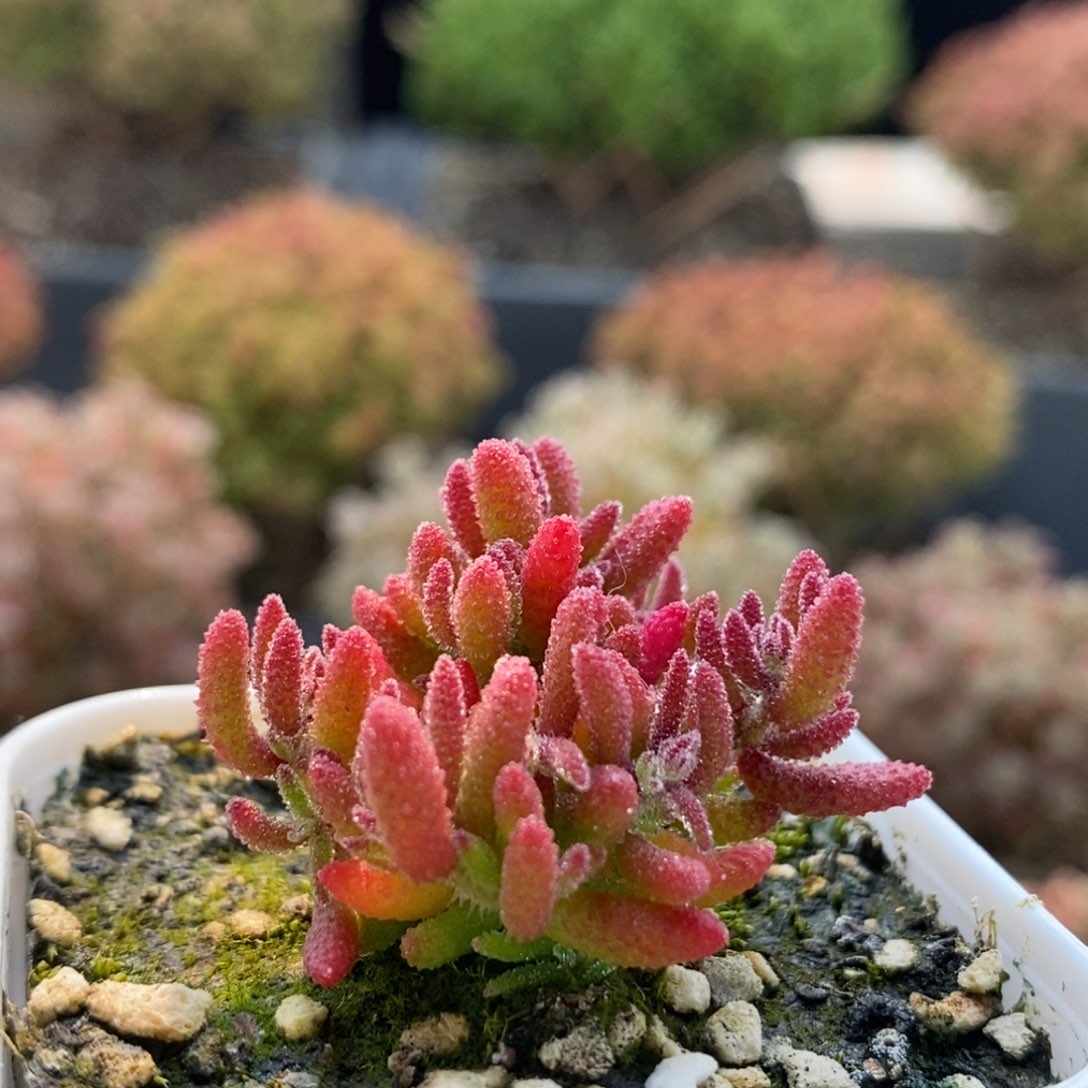 红麒麟6783枝干番杏