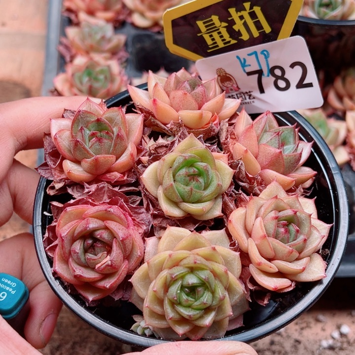 多肉植物多肉植物