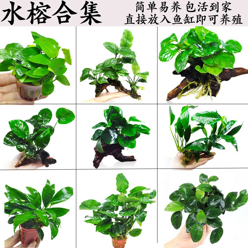 水榕水草沉木植物真草造景阴性养鱼淡水鱼缸绿植大叶巴榕懒人新手