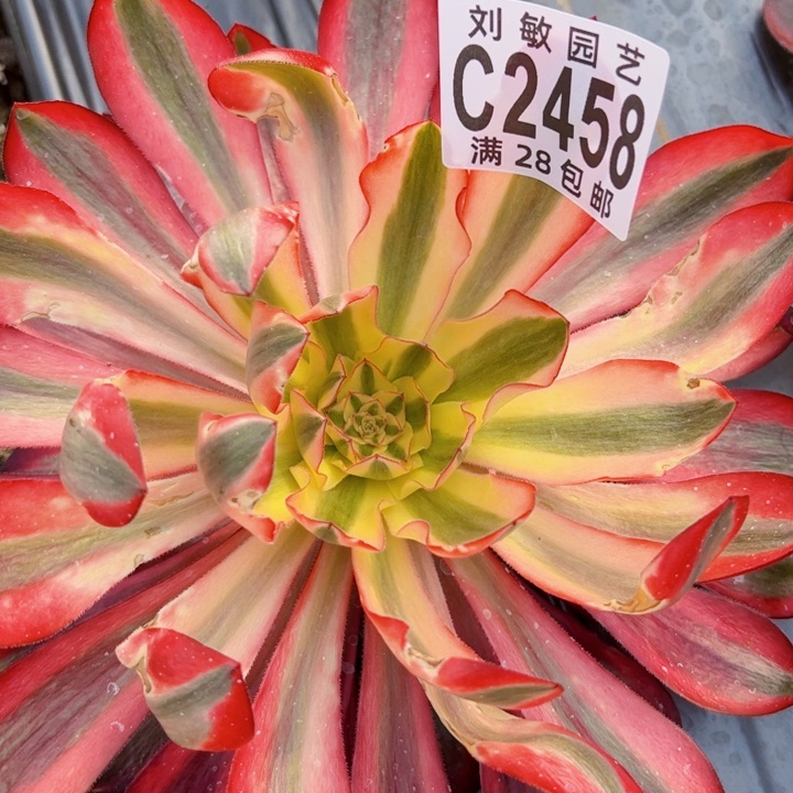 韩**地2458多肉植物法师法师