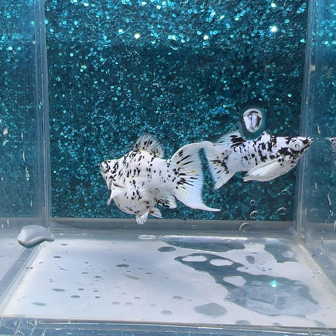 孔雀鱼奶牛玛丽一对0037