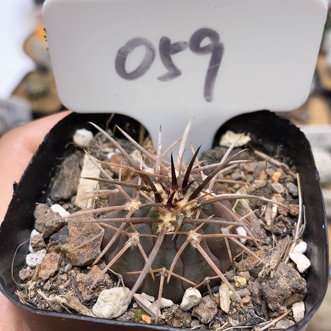 开播后我也不看什么时候