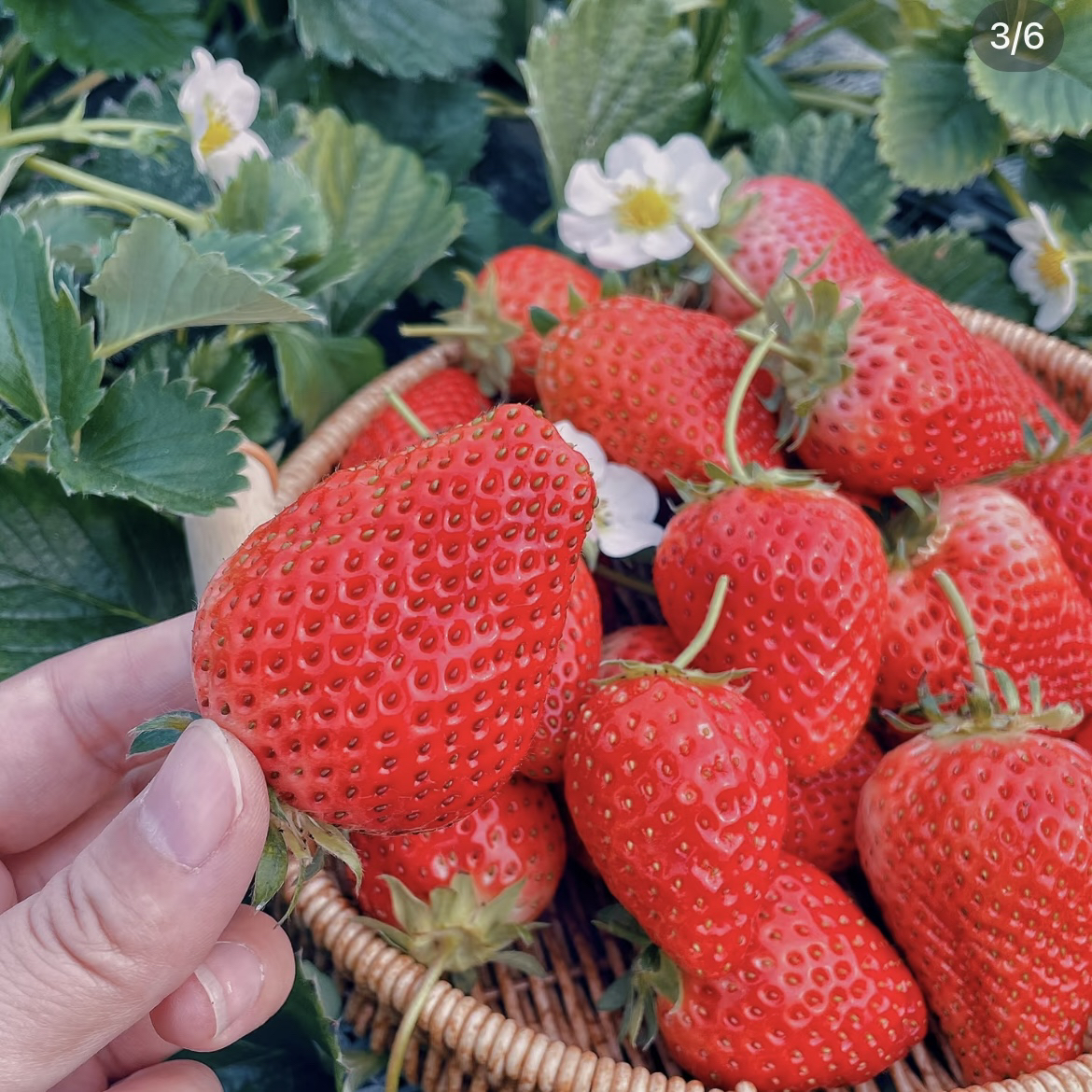 【京东次日达】奶香草莓自家园区，现摘现发