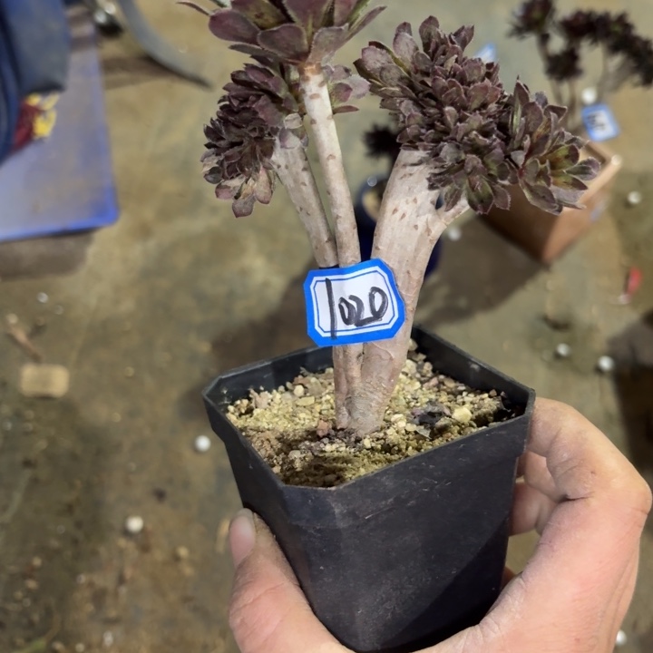 灰法师迷你缀化1020多肉