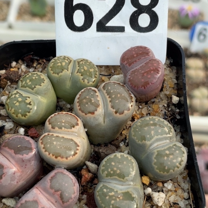 628紫饼干母本带盆ll