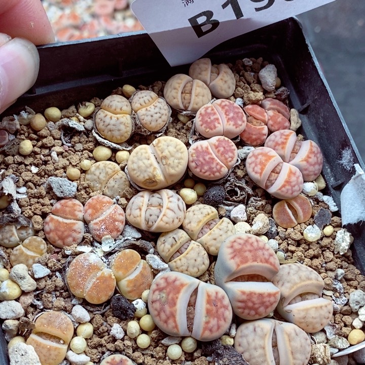 我是一只小小鸟地域鬼190