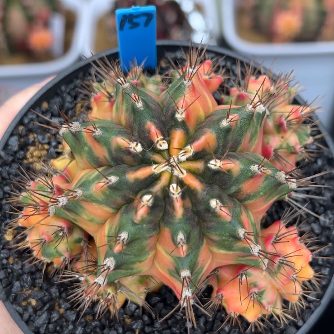 157泰系侧芽，带盆土发货