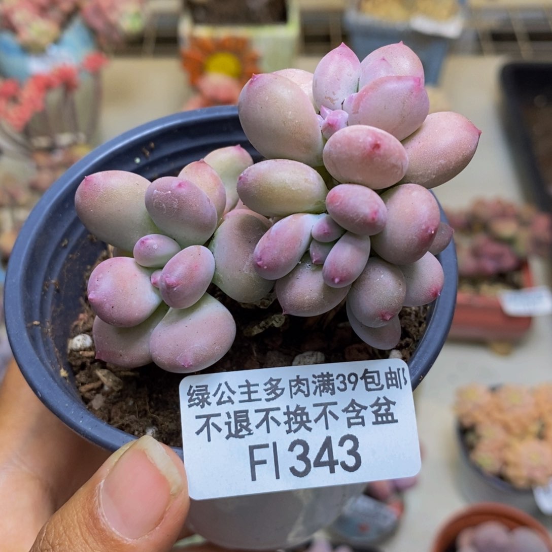 343苹果奶四代多肉4c m