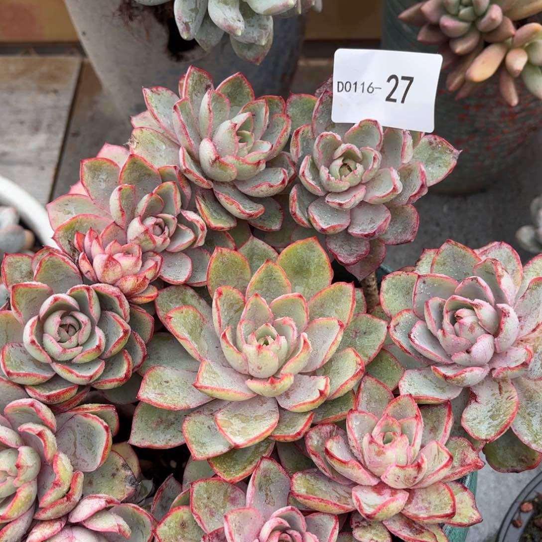 同温层多肉27赫拉