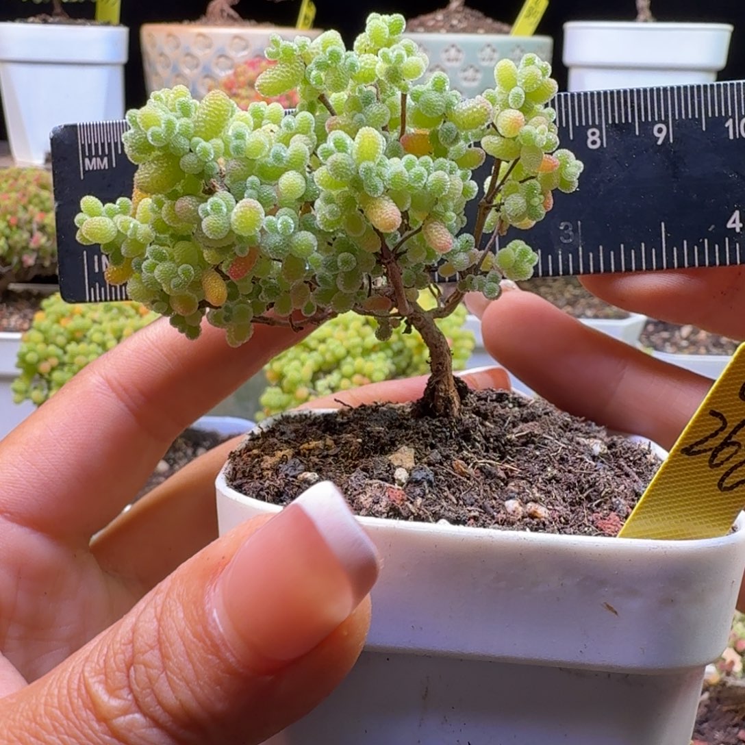 a268号橘子糖冠服6.5厘米左右