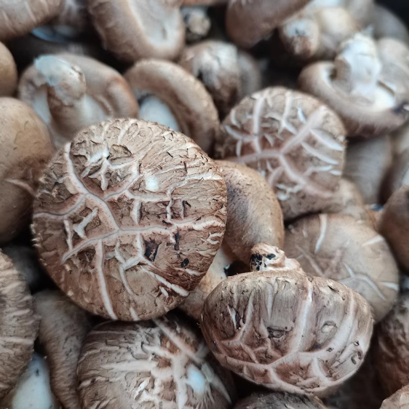 精品蔬菜 新鲜大花香菇花菇 1斤/份