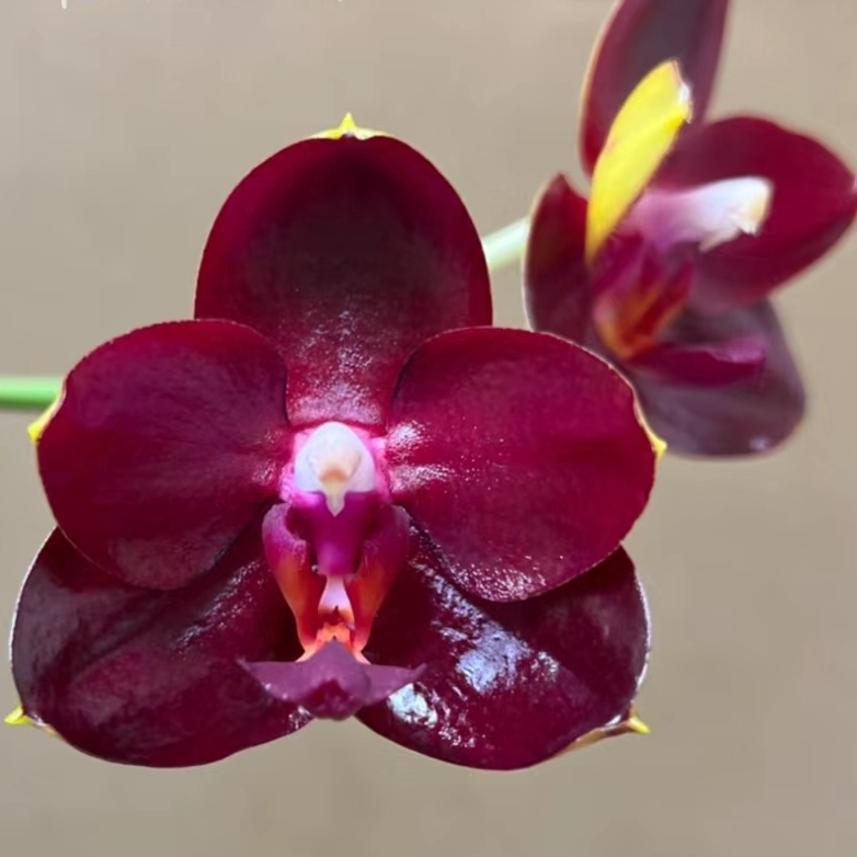 蝴蝶兰弯弯原生品弥陀国王 Pl. Mituo King #1 ‘Allura’