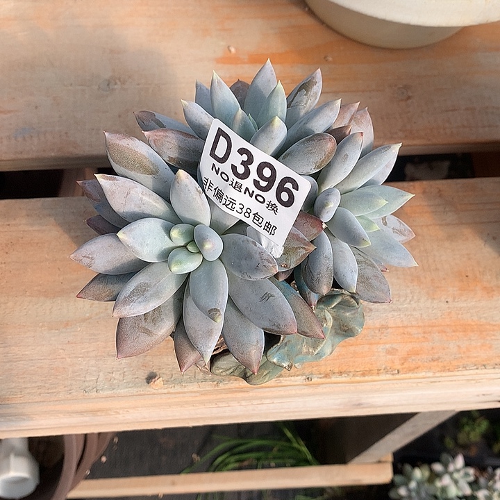 崔***装黄胖体哥特396 基地已转处理 7-8天发货