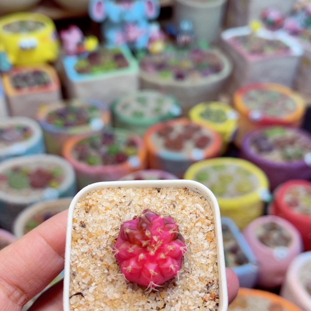 114。8855555555566666