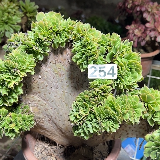 一***鼎多肉植物一个绿玫瑰254