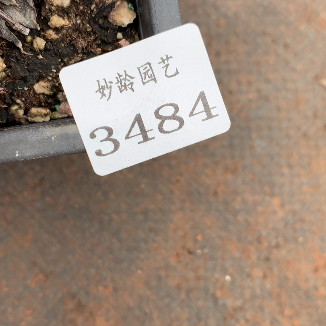 3484不包整散掉头特价处理