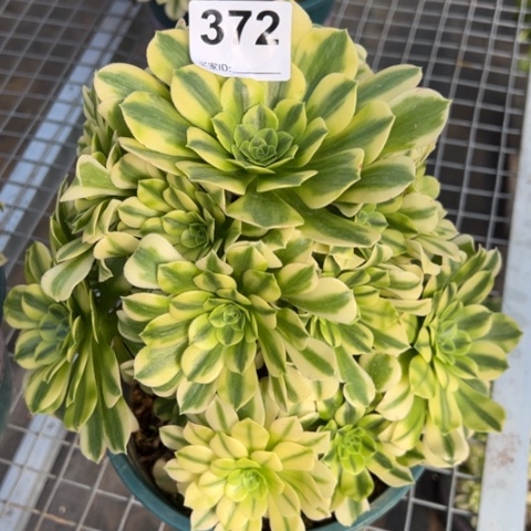 372金丝翡翠20厘米左右