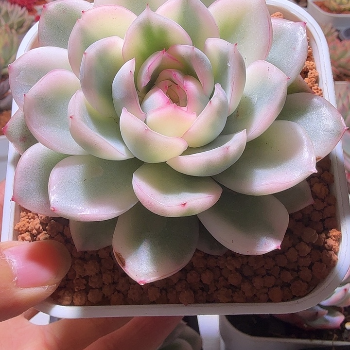 寒酥锦母本多肉植物