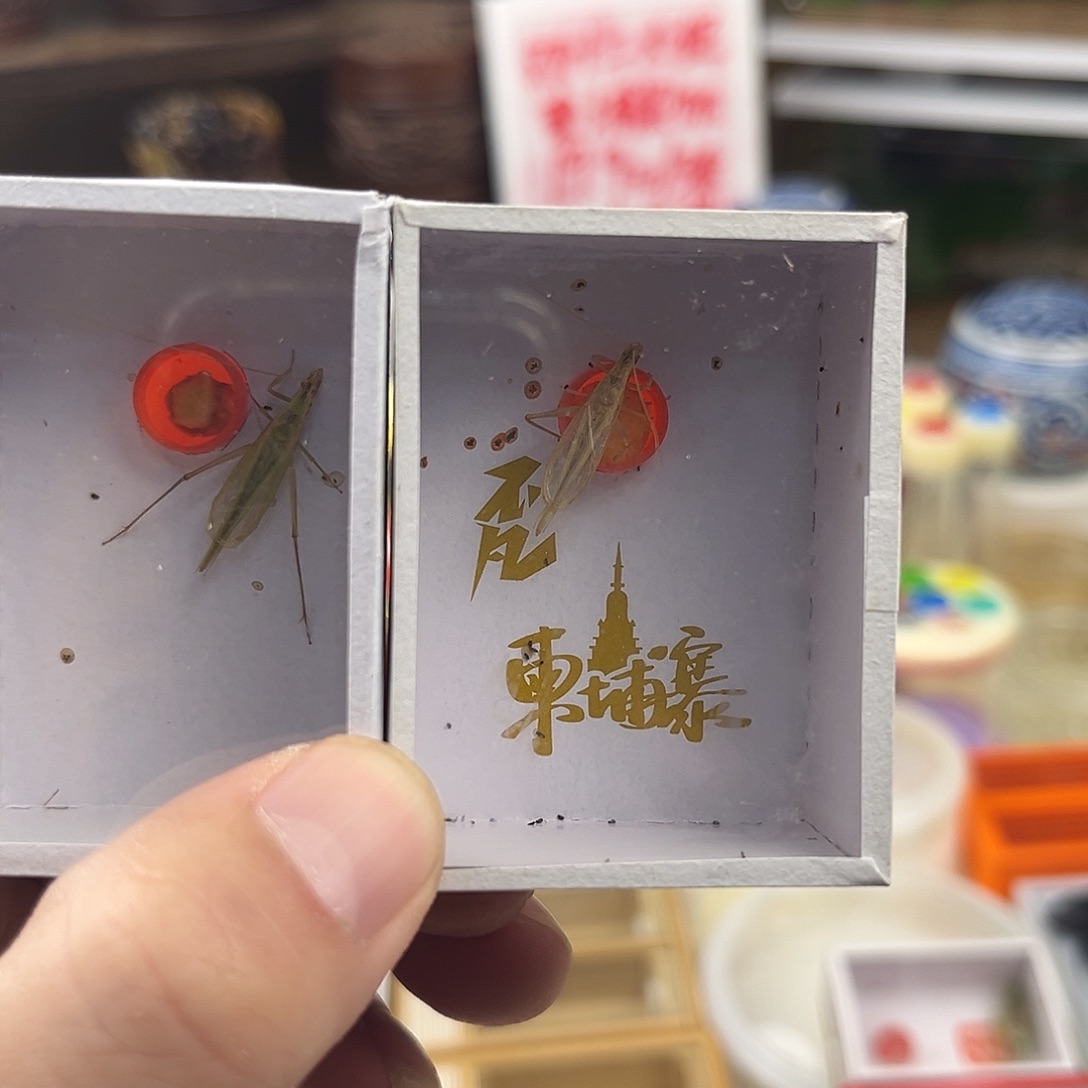 冰***火两条长须柬埔寨竹蛉