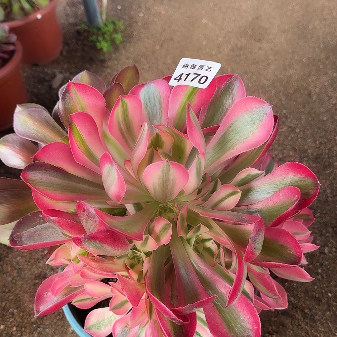 多肉植物粉女郎带中班头4170