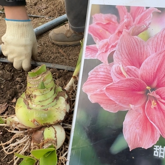 甜蜜妮芙7号带花剑侧芽包对版