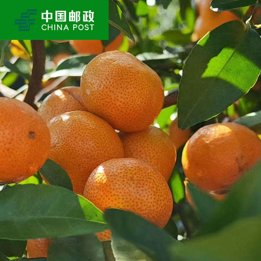 正宗广西原产地砂糖橘口感多汁新鲜水果现采现发a