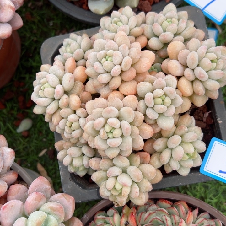 58洛可可平平安安健健康康