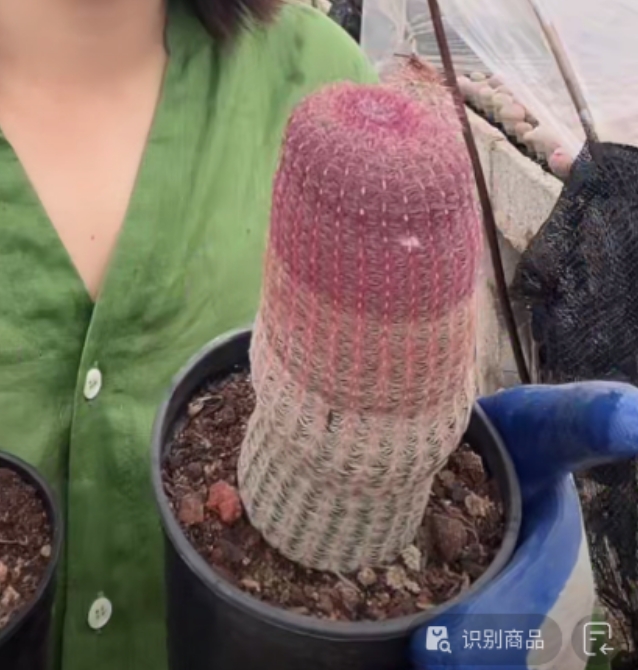 二妹园艺【 母本红太阳 实生根 】好花色仙人球满18包邮随机发