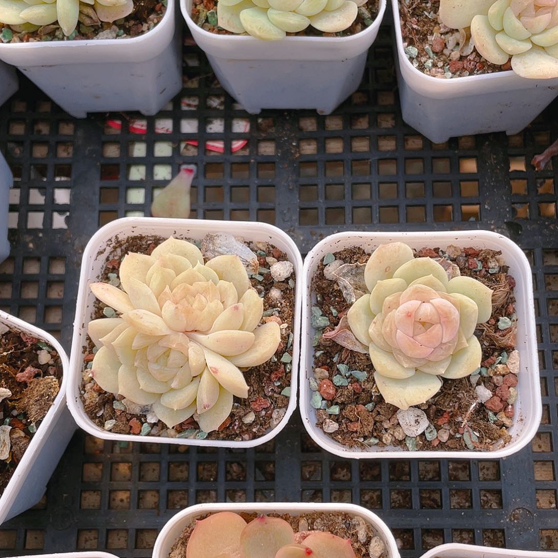 梦幻泡影盆一个满25包邮