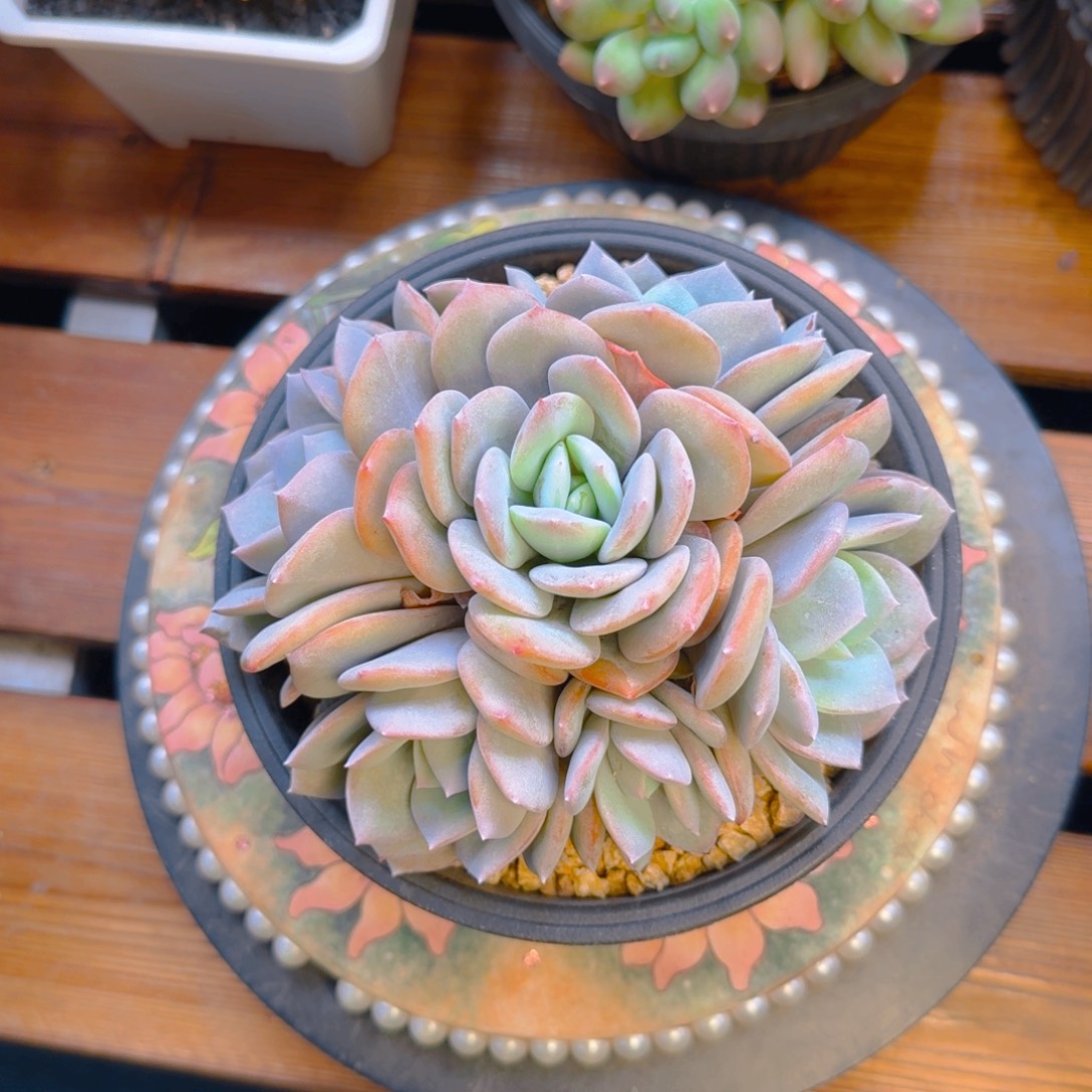 搁浅发货多肉1111111111