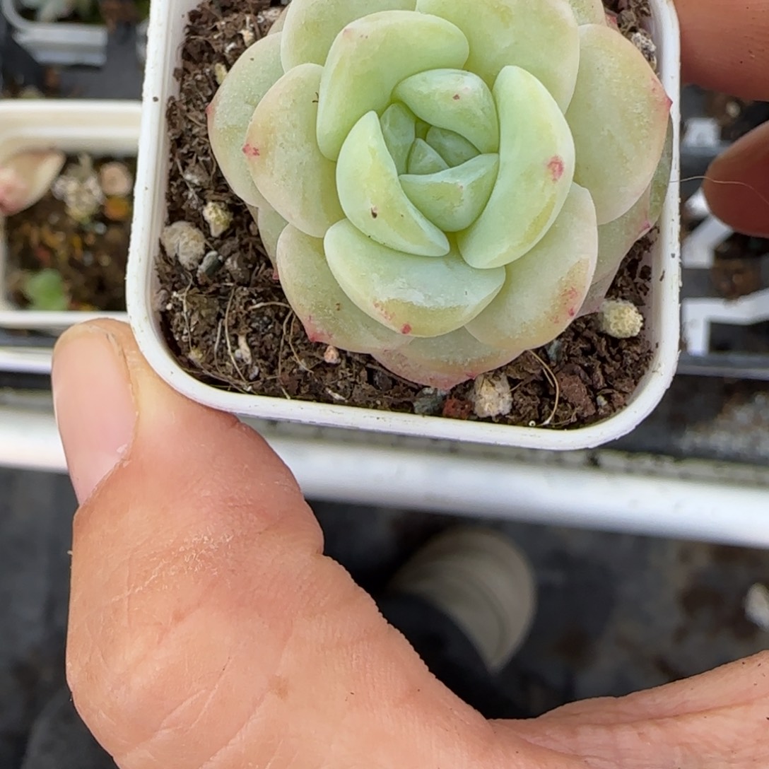 M***u映雪盆4床一个满25包邮