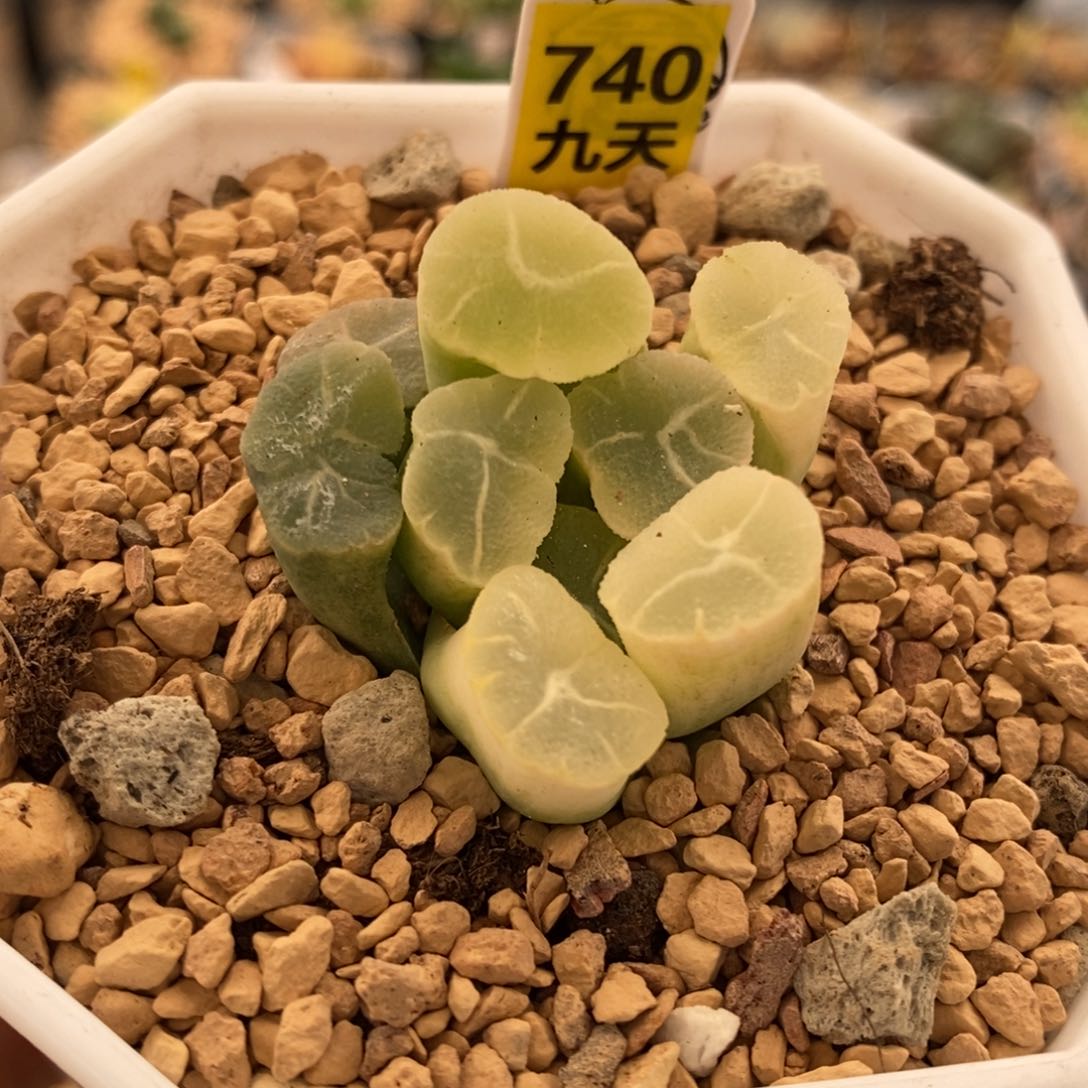 740号实生万象锦带盆