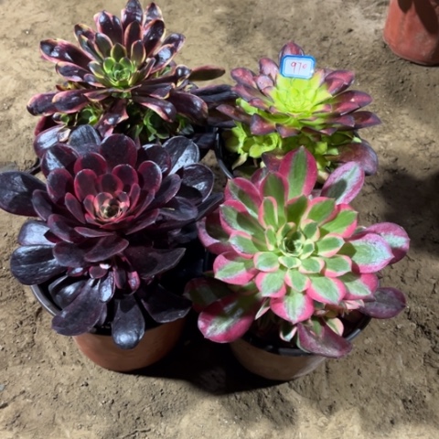 970多肉植物组合