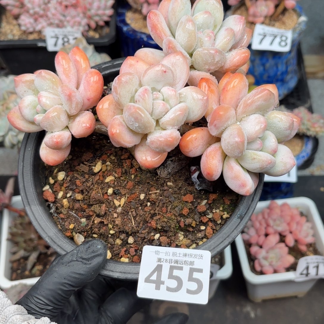香水老桩无盆土发货