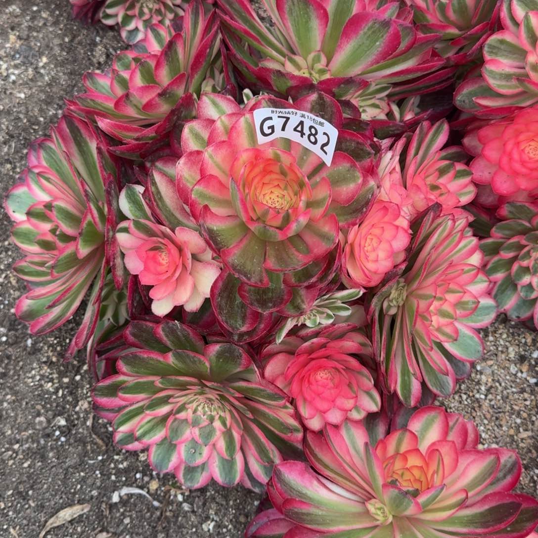 佛**照7482荔枝寄养到秋