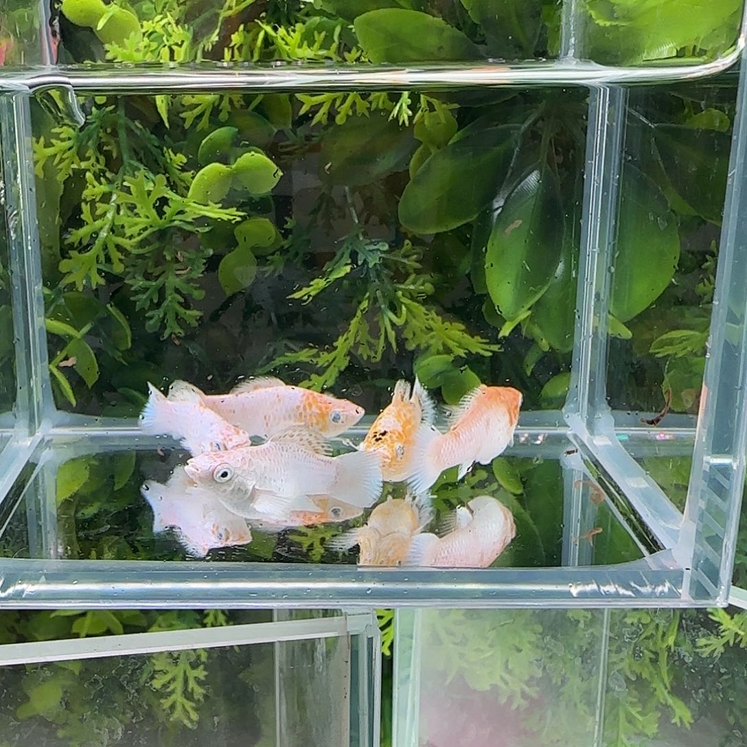 孔雀鱼钻石玛丽樱花5条