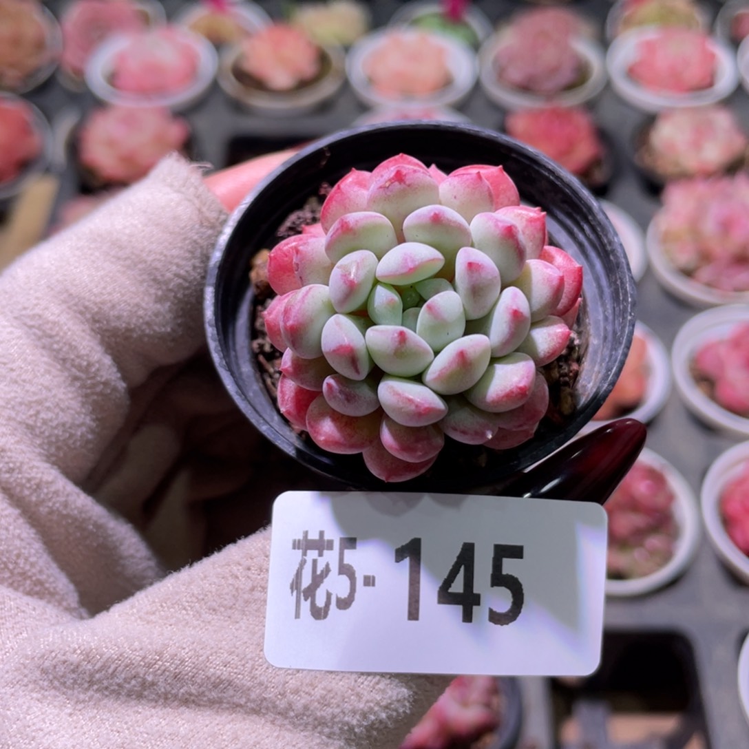 花利美5-145珍珠豆