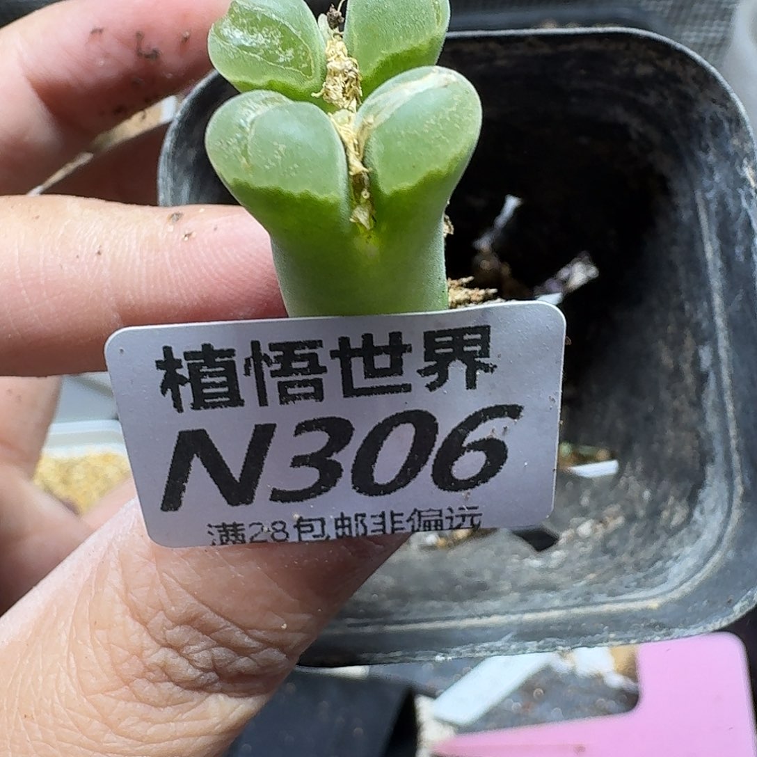 多肉植物的润泽和fgb