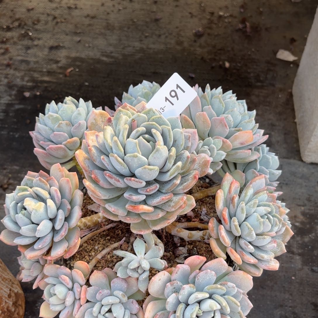 同温层多肉胖美人191