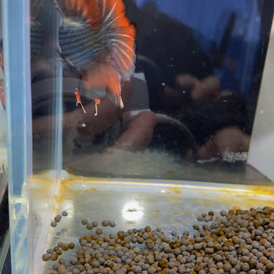 斗鱼370巨斗11111