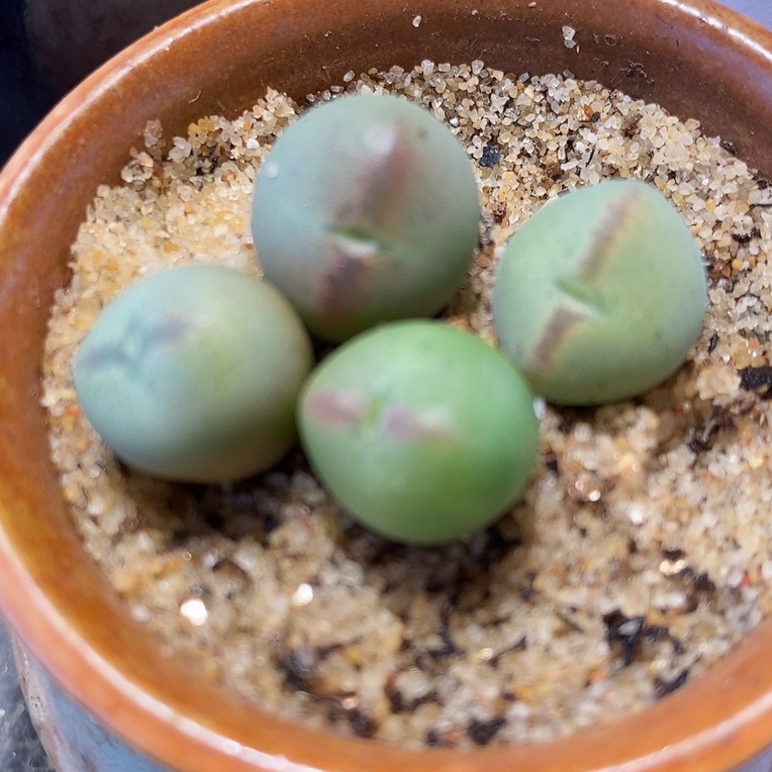 1325桃割娘杂交一颗。    