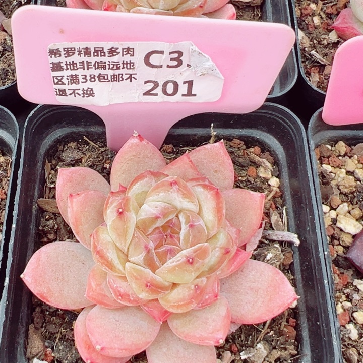 绿冰5cm多肉植物福利