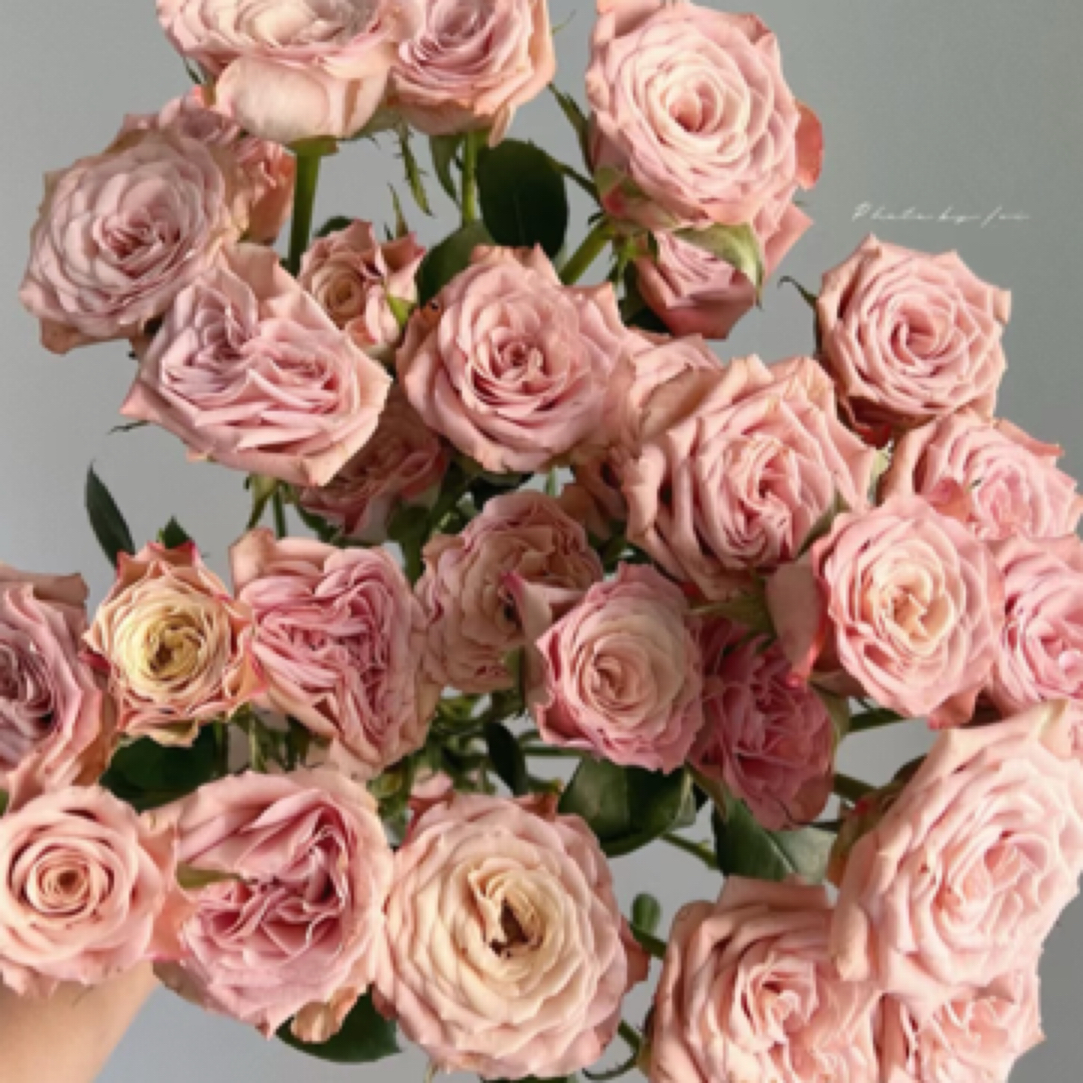 【只发新疆】 多头卡布奇诺玫瑰10支（2支内损伤坏不赔付）